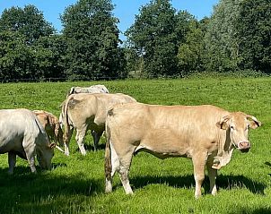 Koeien in groene weide bij Vakantiehuis in Noardburgum, typisch Friese plattelandssfeer.