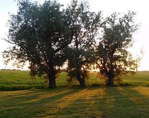 Schaduwrijke bomen bij zonsondergang nabij Vakantiehuis in Jannum, Friesland.