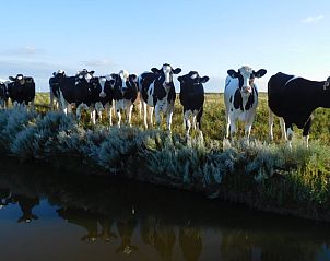 Koeien grazen langs het water nabij Vakantiehuis in Jannum op het Friese platteland, Friesland.