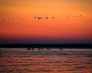 Vogels vliegen over de Waddenzee, nabij Huisje in Jannum, vakantiehuis in Friesland.