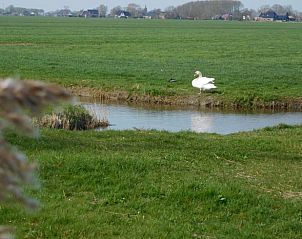 Zwaan bij een sloot op het Friese platteland, dichtbij Huisje in Jannum.