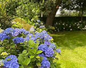 Rustige tuin van vakantiehuis FR400 in Zandhuizen, Friesland, omgeven door groen.