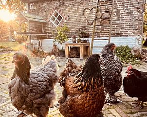 Guest house 268205 - Holiday property Het Friese platteland - Huisje in Zandhuizen