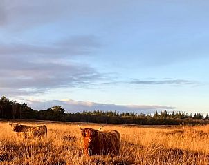 Guest house 268205 - Holiday property Het Friese platteland - Huisje in Zandhuizen