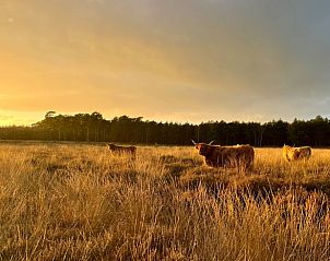 Guest house 268205 - Holiday property Het Friese platteland - Huisje in Zandhuizen