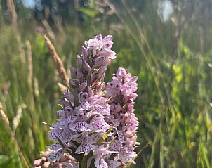 Guest house 268205 - Holiday property Het Friese platteland - Huisje in Zandhuizen