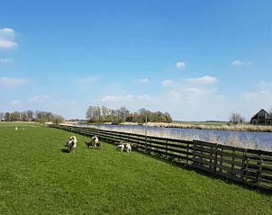 Schapen grazen in de weide bij Vakantiehuisje in Jelsum, Friesland, omringd door het Friese platteland.