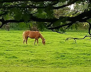 Paarden grazen in de groene weide bij Vakantiehuisje in Kollumerzwaag, een serene omgeving.