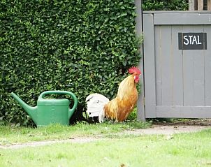 Kleurrijke haan bij de ingang van Vakantiehuisje in Kollumerzwaag, een charmante toevoeging.