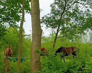 Groene omgeving met paarden bij Vakantiehuis in Kollumerzwaag, Friesland, ideaal voor natuurliefhebbers.