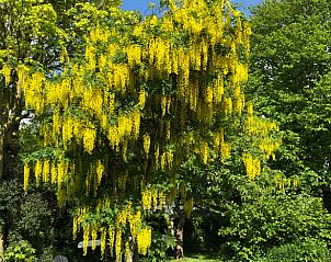 Verblijf 269203 - Vakantiewoning Het Friese platteland - Vakantiehuisje in Stiens