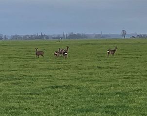 Unterkunft 269204 - Ferienhaus Het Friese platteland - Vakantiehuis in Stiens