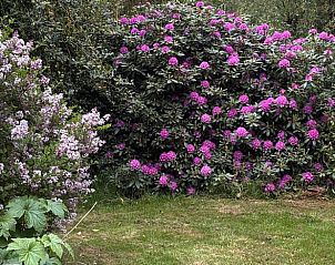Unterkunft 269204 - Ferienhaus Het Friese platteland - Vakantiehuis in Stiens