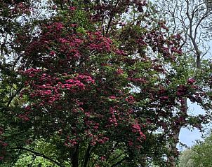 Unterkunft 269204 - Ferienhaus Het Friese platteland - Vakantiehuis in Stiens