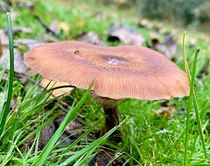Unterkunft 269204 - Ferienhaus Het Friese platteland - Vakantiehuis in Stiens