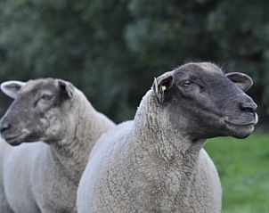 Verblijf 269206 - Vakantiewoning Het Friese platteland - Huisje in Stiens