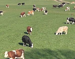 Verblijf 269207 - Vakantiewoning Het Friese platteland - Vakantiehuis in Stiens