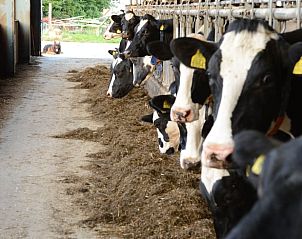 Guest house 269208 - Holiday property Het Friese platteland - Huisje in Stiens