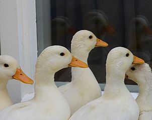 Guest house 269208 - Holiday property Het Friese platteland - Huisje in Stiens