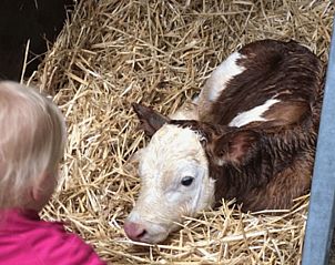 Guest house 269208 - Holiday property Het Friese platteland - Huisje in Stiens