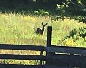 Verblijf 269902 - Vakantiewoning Het Friese platteland - Vakantiehuisje in Tijnje