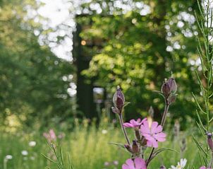 Unterkunft 280996 - Ferienhaus Rivierengebied - Vakantiehuis in Arnhem