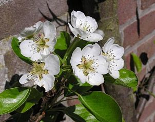 Bloeiende bloemen in de tuin van De Ruif bed and breakfast, Asperen, omgeven door natuur.