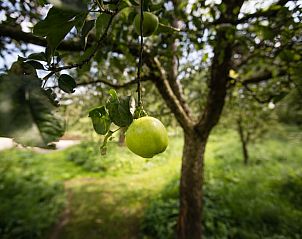 Groene appelboomgaard bij Vakantiehuis in Culemborg, perfect voor natuurliefhebbers in Gelderland.