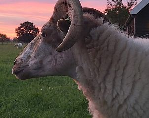 Schaap bij zonsondergang in de buurt van Vakantiehuisje in Tricht, serene natuur in Rivierengebied, Gelderland.