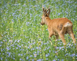 Verblijf 282302 - Vakantiewoning Rivierengebied - Vakantiehuis in Buurmalsen