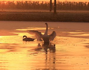 Verblijf 282302 - Vakantiewoning Rivierengebied - Vakantiehuis in Buurmalsen