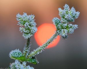 Verblijf 282302 - Vakantiewoning Rivierengebied - Vakantiehuis in Buurmalsen