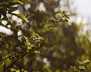 Verblijf 282717 - Vakantiewoning Rivierengebied - Vakantiehuisje in Altforst