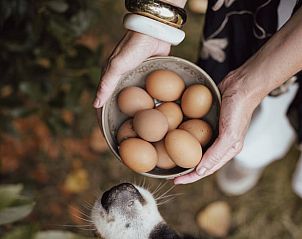 Verblijf 282717 - Vakantiewoning Rivierengebied - Vakantiehuisje in Altforst