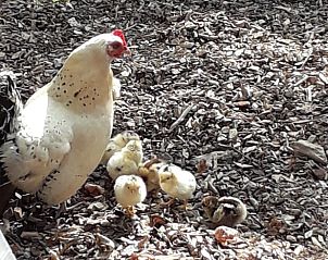 Kippen met kuikens in de tuin van Vakantiehuisje in Hurwenen, Gelderland