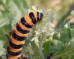 Kleurrijke rups op een plant in de tuin van Vakantiehuisje in Hurwenen