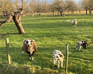 Verblijf 284503 - Vakantiewoning Rivierengebied - Vakantiehuisje in Ommeren