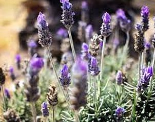 Lavendel in bloei rondom Huisje in Zoelen, vakantiehuis in het Rivierengebied, Gelderland.