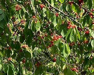 Prachtige boomgaard bij Huisje in Zoelen, vakantiehuis in Rivierengebied, Gelderland.