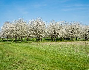 Bloeiende boomgaard rond Vakantiehuis in Deil, perfect voor natuurliefhebbers.