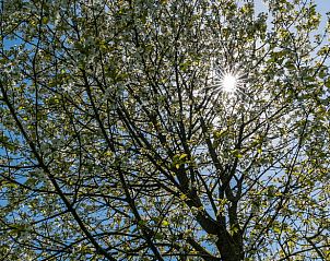 Zonlicht door bloesem in tuin van Vakantiehuis in Deil, Gelderland.