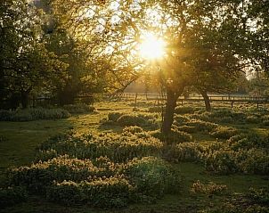 Natuurlijke omgeving bij zonsondergang in Winssen, Gelderland.