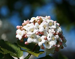 Bloeiende bloemen in tuin van Vakantiehuis in Herveld, serene vakantiewoning in Rivierengebied, Gelderland.