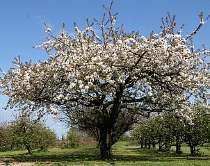 Bloeiende boom in tuin van Vakantiehuis in Herveld, prachtige vakantiewoning in Rivierengebied, Gelderland.