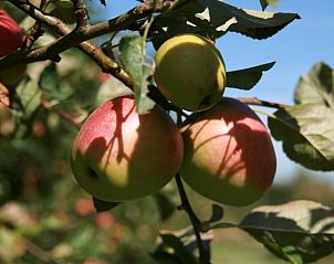 Appels aan boom bij Vakantiehuis in Herveld, landelijke vakantiewoning in Rivierengebied, Gelderland.
