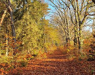 Boswandeling in de buurt van Vakantiehuis in Wolfheze, genieten van de natuur in Gelderland.