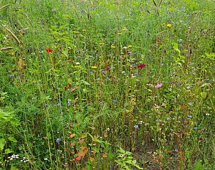 Wilde bloemenweide nabij Vakantiehuis in Wolfheze, kleurrijke natuur in Gelderland.
