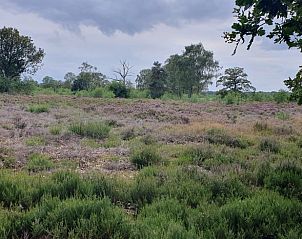 Heidevelden bij Vakantiehuis in Wolfheze, natuurlijke pracht in het Rivierengebied, Gelderland.