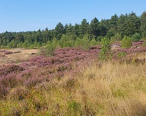 Paarse heide bij Vakantiehuis in Wolfheze, adembenemend uitzicht in Gelderland.