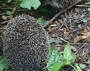 Egels in de buurt van Vakantiehuis in Wolfheze, ontdekken van lokale fauna in Gelderland.